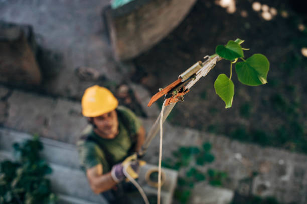 How Our Tree Care Process Works  in  Waverly, IA