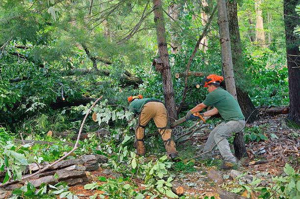 Seasonal Cleanup (Spring/Fall) in Waverly, IA